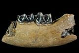 Fossil Rhino (Stephanorhinus) Jaw Section - Germany #123493-1
